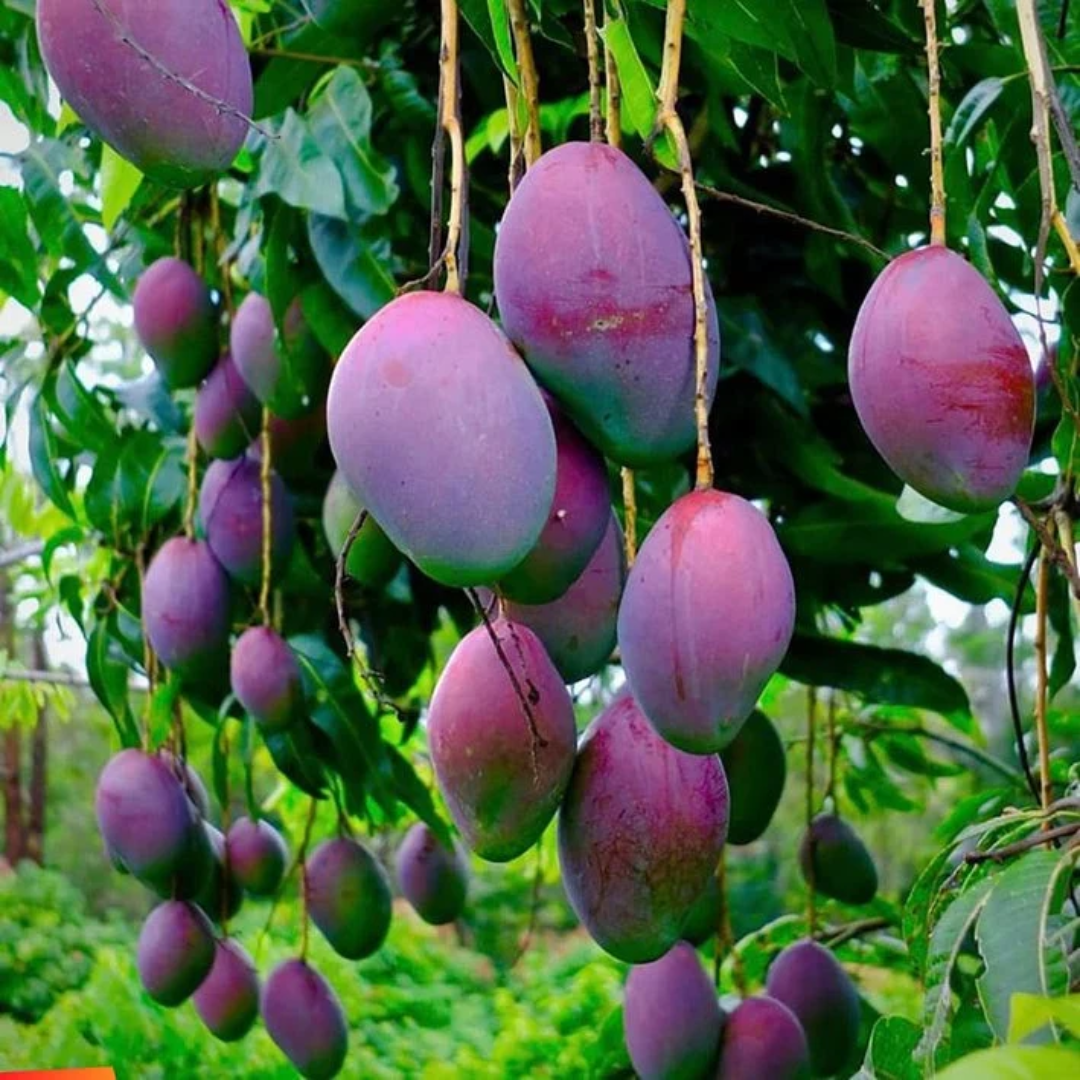 Miyazaki Tommy Atkins Mango Trees – Supplier Saudi Arabia